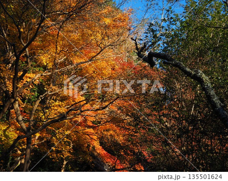 河内長野市　観心寺の紅葉 135501624