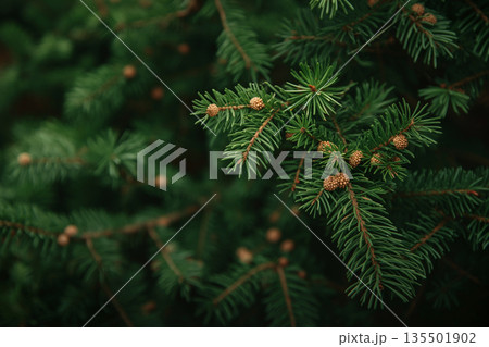 針葉樹の雄花が集まる枝のクローズアップ 135501902