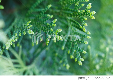 Thuja green natural texture background. Decorative coniferous evergreen tree, close-up, shallow depth of field Thuja green natural texture background. Decorative coniferous evergreen tree, close-up, shallow depth of field 135502002