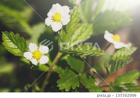 Blooming flower, floral background, gardening. Strawberry plant bush growing in green spring garden, close-up, shallow depth of field 135502006