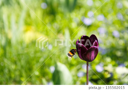 Blossom tulip, floral background, gardening. Honey bee collecting nectar from pollen of purple blooming flower, close-up, shallow depth of field 135502015