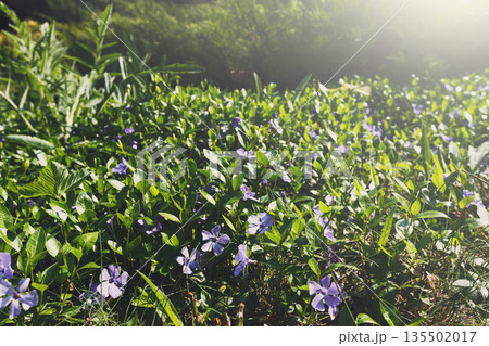 Blooming flowers, landscape design, gardening. Beautiful flower meadow in green spring garden, close-up, selective focus, copy space 135502017