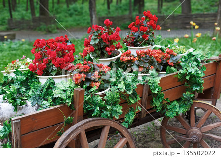 The cart with flowers. Scarlet red geranium flowerbed in retro styled old wooden wagon. Cranesbill in park landscape design, modern landscaping The cart with flowers. Scarlet red geranium flowerbed in retro styled old wooden wagon. Cranesbill in park landscape design, modern landscaping 135502022