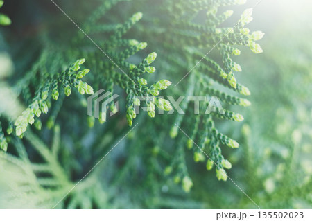 Thuja green natural texture background. Decorative coniferous evergreen tree, close-up, shallow depth of field Thuja green natural texture background. Decorative coniferous evergreen tree, close-up, shallow depth of field 135502023
