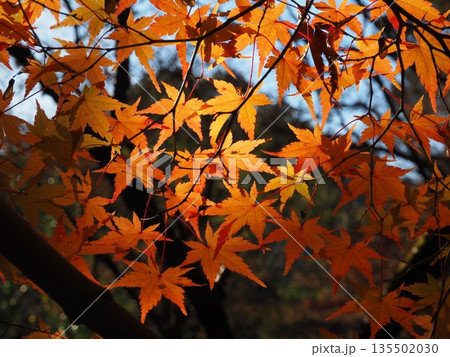 もみじのクローズアップ写真 もみじのクローズアップ写真 135502030