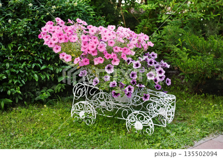 Flowerbed from forged openwork white metal with bright pink flowers. Decorative ironwork car with petunias. Modern garden decoration. 135502094