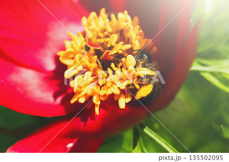 Floral background. Honey bee collecting nectar from pollen of red blooming flower, close-up, shallow depth of field Floral background. Honey bee collecting nectar from pollen of red blooming flower, close-up, shallow depth of field 135502095