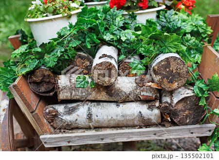 The cart with flowers. Scarlet red geranium flowerbed in retro styled old wooden wagon with birch firewood closeup. Cranesbill in park landscape design, modern landscaping 135502101