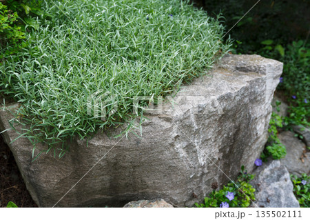 Landscape design, decorative plant. Rosemary herb growing in garden outdoors, copy space, abstract natural green background Landscape design, decorative plant. Rosemary herb growing in garden outdoors, copy space, abstract natural green background 135502111