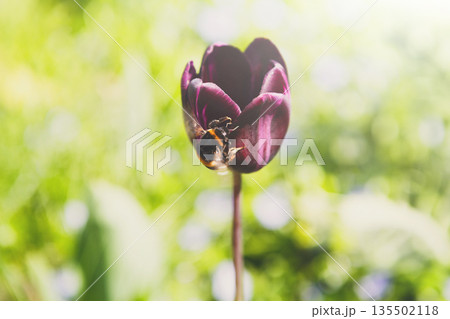 Blossom tulip, floral background, gardening. Honey bee collecting nectar from pollen of purple blooming flower, close-up, shallow depth of field Blossom tulip, floral background, gardening. Honey bee collecting nectar from pollen of purple blooming flower, close-up, shallow depth of field 135502118