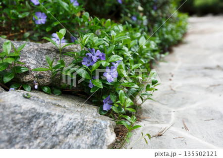 Landscape design, summer garden. Stone path and blooming flowers closeup, abstract natural green background Landscape design, summer garden. Stone path and blooming flowers closeup, abstract natural green background 135502121