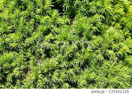 Natural background, decorative pine plant. Sunny evergreen coniferous tree under sun, copy space Natural background, decorative pine plant. Sunny evergreen coniferous tree under sun, copy space 135502129