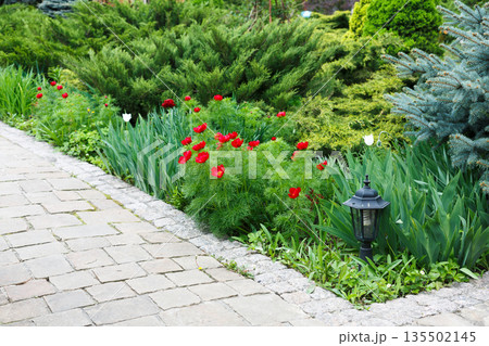 Red tulips near garden tile path in summer park. Landscape design of garden. Flowerbed and evergreen bushes. Red tulips near garden tile path in summer park. Landscape design of garden. Flowerbed and evergreen bushes. 135502145
