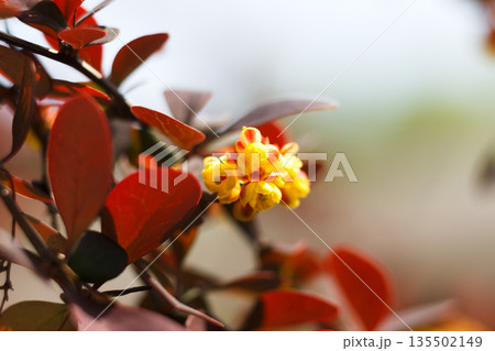 Landscape design, blossom decorative plant, gardening. Blooming barberry bush with purple leaves and yellow flowers, close-up, shallow depth of field Landscape design, blossom decorative plant, gardening. Blooming barberry bush with purple leaves and yellow flowers, close-up, shallow depth of field 135502149