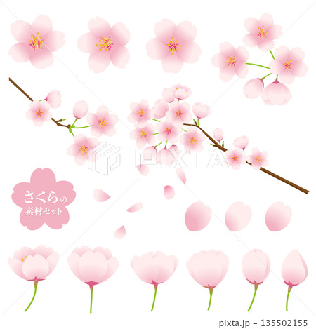 桜の花のベクターイラストセット。 135502155