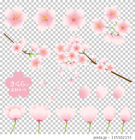Cherry blossom vector illustration set. 135502155
