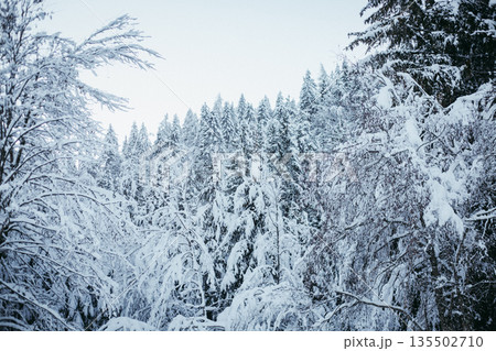 panoramic view of mountain covered by trees under snow panoramic view of mountain covered by trees under snow 135502710