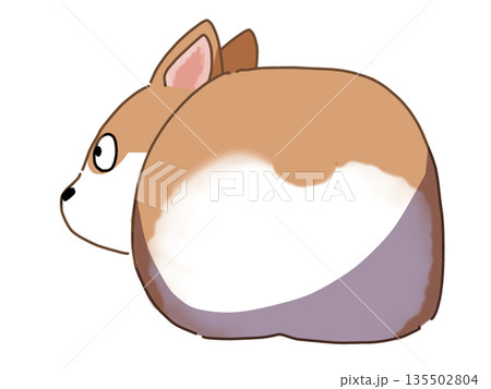 コーギーのお尻 135502804