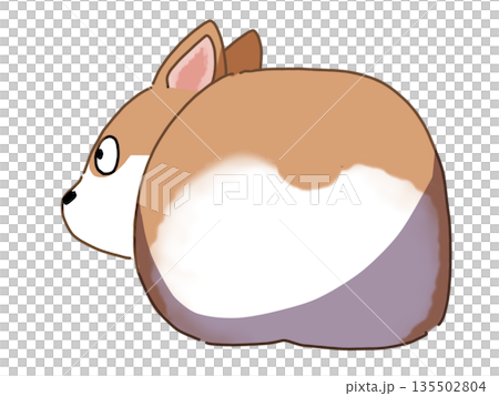 コーギーのお尻 135502804