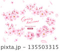 桜の花と花びらの水彩イラストでデザインした、緩やかな楕円形フレーム ベクター 桜の花と花びらの水彩イラストでデザインした、緩やかな楕円形フレーム ベクター 135503315