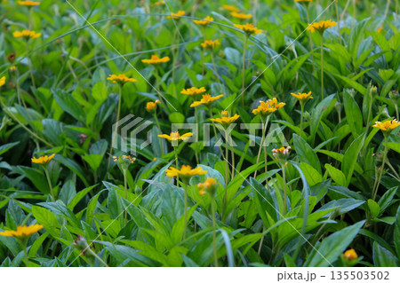 Yellow wild flowers in the rural, wedelia, a plant in the Heliantheae tribe of the Asteraceae family. Flower and nature. 135503502