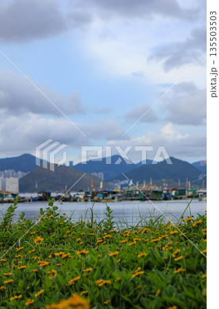 Yellow wild flowers in the rural, wedelia, a plant in the Heliantheae tribe of the Asteraceae family. Flower and nature. 135503503