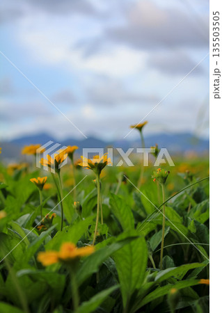 Yellow wild flowers in the rural, wedelia, a plant in the Heliantheae tribe of the Asteraceae family. Flower and nature. Yellow wild flowers in the rural, wedelia, a plant in the Heliantheae tribe of the Asteraceae family. Flower and nature. 135503505