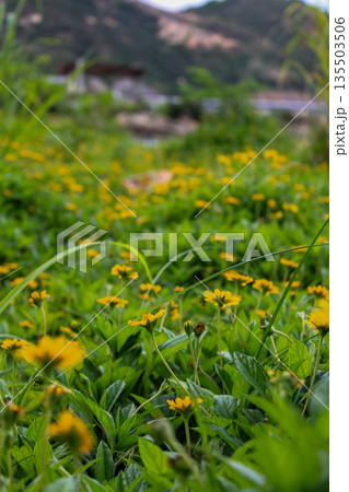 Yellow wild flowers in the rural, wedelia, a plant in the Heliantheae tribe of the Asteraceae family. Flower and nature. 135503506