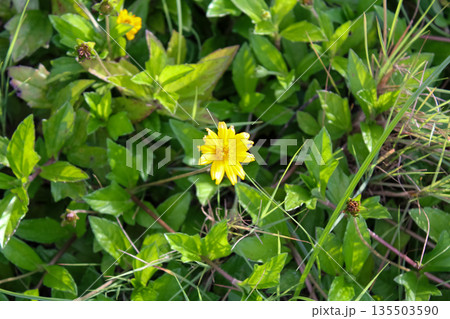 Close-up of the yellow wild flower, wedelia, a plant in the Heliantheae tribe of the Asteraceae family. Flower and nature. Close-up of the yellow wild flower, wedelia, a plant in the Heliantheae tribe of the Asteraceae family. Flower and nature. 135503590