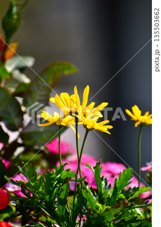 Close-up of Euryops pectinatus, yellow daisy, in the garden. Nature and landscape. Close-up of Euryops pectinatus, yellow daisy, in the garden. Nature and landscape. 135503662