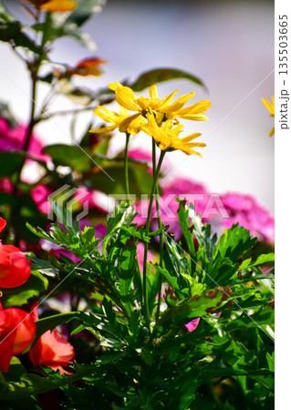 Close-up of Euryops pectinatus, yellow daisy, in the garden. Nature and landscape. 135503665