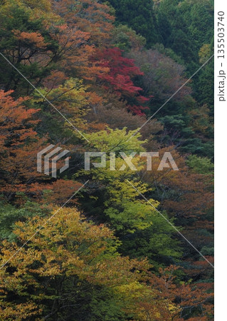 高野大滝の紅葉 高野大滝の紅葉 135503740