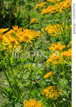 Common dandelion in the rural. Yellow wild flowers with the green grass. Nature and landscape. 135503759