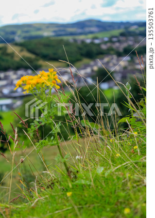 Common dandelion in the rural. Yellow wild flowers with the green grass. Nature and landscape. 135503761