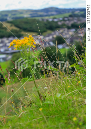 Common dandelion in the rural. Yellow wild flowers with the green grass. Nature and landscape. 135503762