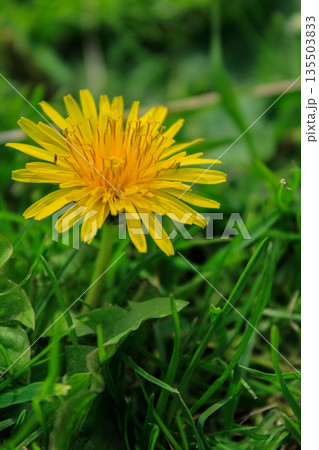 Close-up of the common dandelion in the pasture. Yellow wild flower in the rural. Nature and landscape. Close-up of the common dandelion in the pasture. Yellow wild flower in the rural. Nature and landscape. 135503833