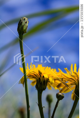 The low angle view of the common dandelion in the rural against the blue sky. Yellow wild flower in the rural. Nature and landscape The low angle view of the common dandelion in the rural against the blue sky. Yellow wild flower in the rural. Nature and landscape 135503886