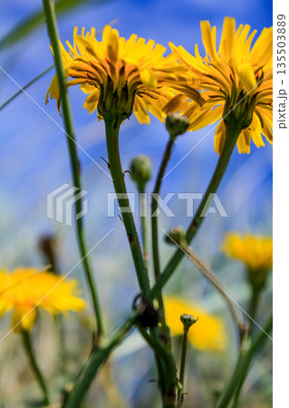 The low angle view of the common dandelion in the rural against the blue sky. Yellow wild flower in the rural. Nature and landscape The low angle view of the common dandelion in the rural against the blue sky. Yellow wild flower in the rural. Nature and landscape 135503889