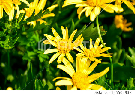 Close-up of Euryops pectinatus, yellow daisy, in the garden. Nature and landscape. Close-up of Euryops pectinatus, yellow daisy, in the garden. Nature and landscape. 135503938