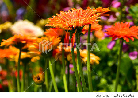 Close-up of Transvaal daisy in the garden. Bright orange wild flower, daisy, in the garden. Nature and landscape. Close-up of Transvaal daisy in the garden. Bright orange wild flower, daisy, in the garden. Nature and landscape. 135503963