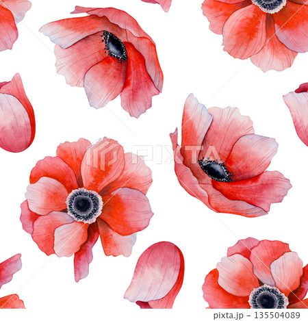 Red poppies watercolor seamless pattern on white for spring floral designs. Botanical hand drawn repeat background with field anemones flowers for delicate fabrics and wildflowers wallpapers 135504089