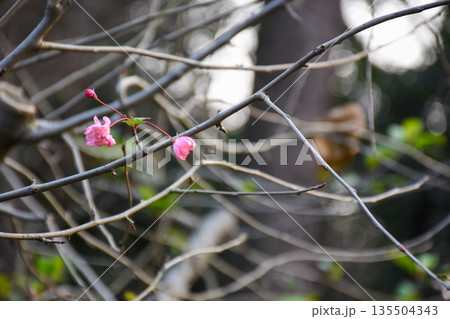 Pink plum blossom on the tree with the blurred background. Plum blossom, which is known as the meihua. Wild plum blossom in China in winter. Rural and nature scene. 135504343