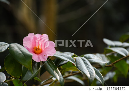 Pink Camellia Hongkongensis, the Hong Kong camellia with green background 135504372