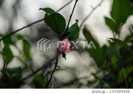 Pink plum blossom on the tree with the blurred background. Plum blossom, which is known as the meihua. Wild plum blossom in China in winter. Rural and nature scene. Pink plum blossom on the tree with the blurred background. Plum blossom, which is known as the meihua. Wild plum blossom in China in winter. Rural and nature scene. 135504398