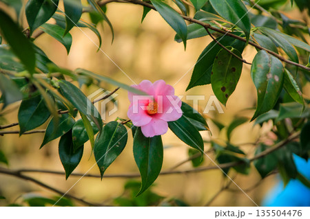 Pink Camellia Hongkongensis, the Hong Kong camellia with green background 135504476