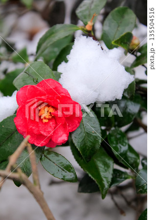 Close-up of snow camellia. Red camellia covered by snow. Close-up of snow camellia. Red camellia covered by snow. 135504516
