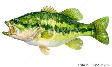 Watercolor a largemouth bass fish isolated on white background 135504789