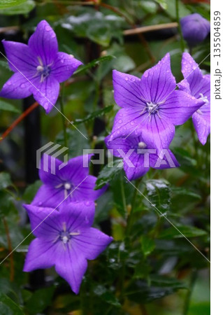 雨上がりの紫の花キキョウ 雨上がりの紫の花キキョウ 135504859