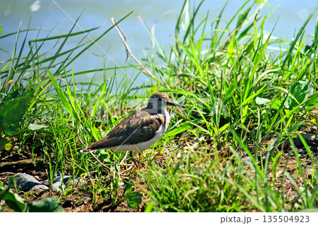 河原でエサを探しながら歩き回るイソシギ 135504923