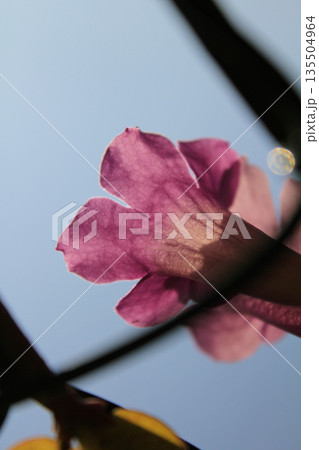 Close-up of the pink Bignonia magnifica in the garden with sunlight. Flower and plant concept. 135504964